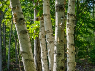 Birches along the Great Meadow Loop