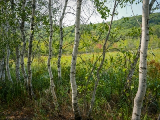 Birches and meadow