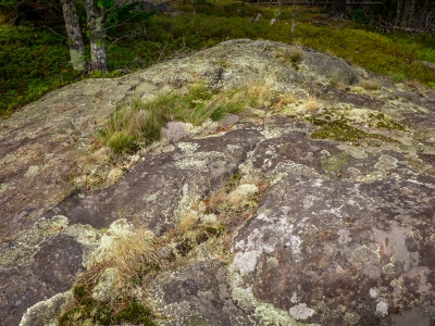 Lichen, grasses and mosses of Acadia
