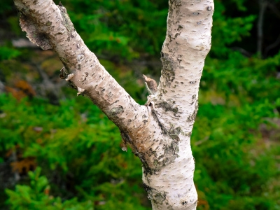 A forked birch tree