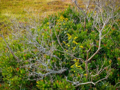Baker Island vegetation