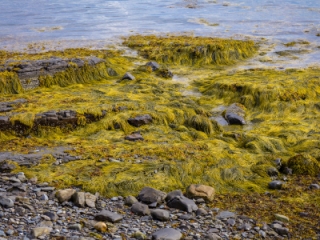 Colorful seaweed