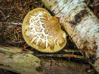 Birch polypore
