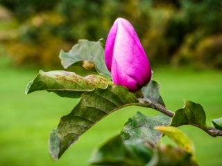 An optimistic magnolia bud