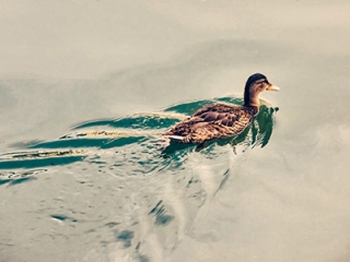 We watch a female mallard duck swim by the pier.