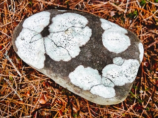 A rounded boulder covered with lichen—looks like a Japanese painting.