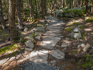 The even surface of the Otter Cove Trail makes for easy walking through the thick forest.