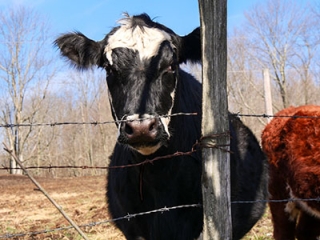 A curious cow came over to the fence to greet us