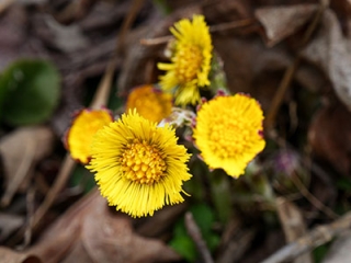 Coltsfoot is one of the first wildflowers to appear in spring.