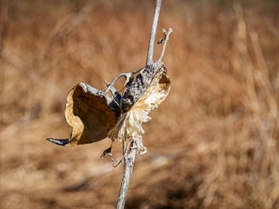 Remnants of last season's milkweed pods