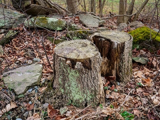 Lichen-covered stumps