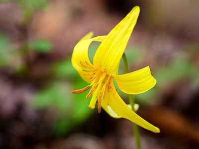 Yellow trout lily: Erythronium americanum