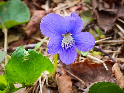 Common blue violet: Viola sororia