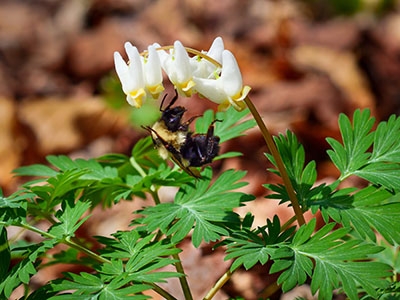 The Dicentra's pollinator, a bumblebee, just hanging on