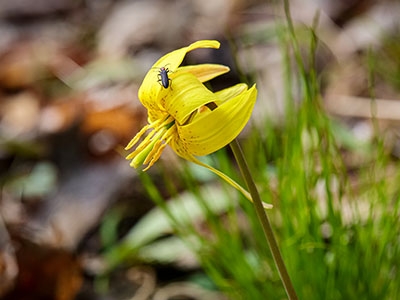 Yellow trout lily: Erythronium americanum