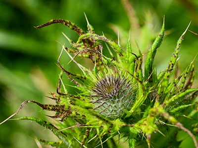 A young thistle