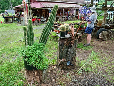 Large Echinopsis and golden barrel cactuses at the Cactus Man.
