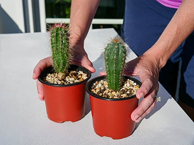 Cactus Man purchases (Pachycereus pringlei and Pilosocereus sp.)