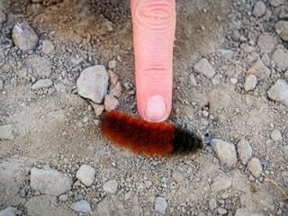 Woolly bear caterpillar. Does his coloring indicate a rough start to winter?