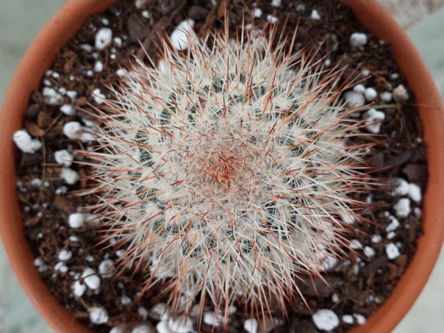 One of the famous Blueberry Festival cactus pups
