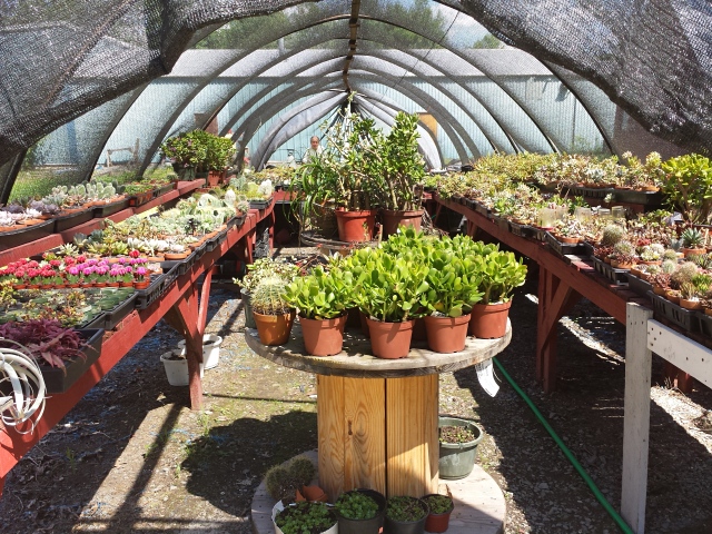 The cactus/succulent greenhouse
