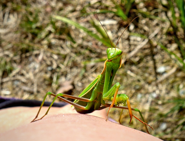 A very friendly praying mantis, Jesup Path