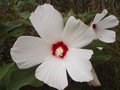 We found some of these beautiful rose-mallow flowers down by the water near the duck blind.