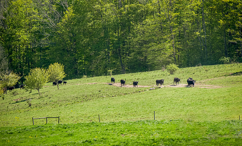 Black Angus cattle are going on a hike!