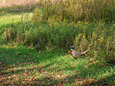 Pheasant near Trostle Pond