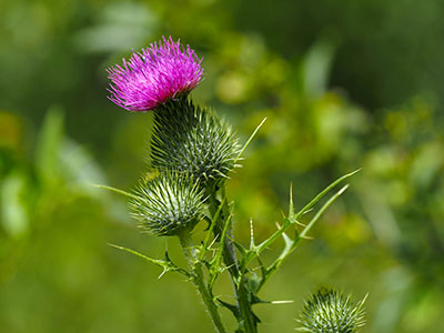 More thistles with beautiful magenta blooms