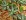 Downy Rattlesnake Plantain, Close-up