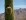 Saguaro in bud, Brown Mountain
