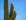 Saguaro with blossoms on upright arms, Brown Mountain