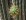 Echinopsis pup