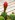 Red Echinopsis bud