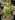 Totem pole cactus (Pachycereus schottii f. monstrosus)