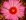"Glory of Texas" (Thelocactus bicolor) bloom