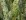 Monstrose form of Pachycereus schottii (senita cactus)